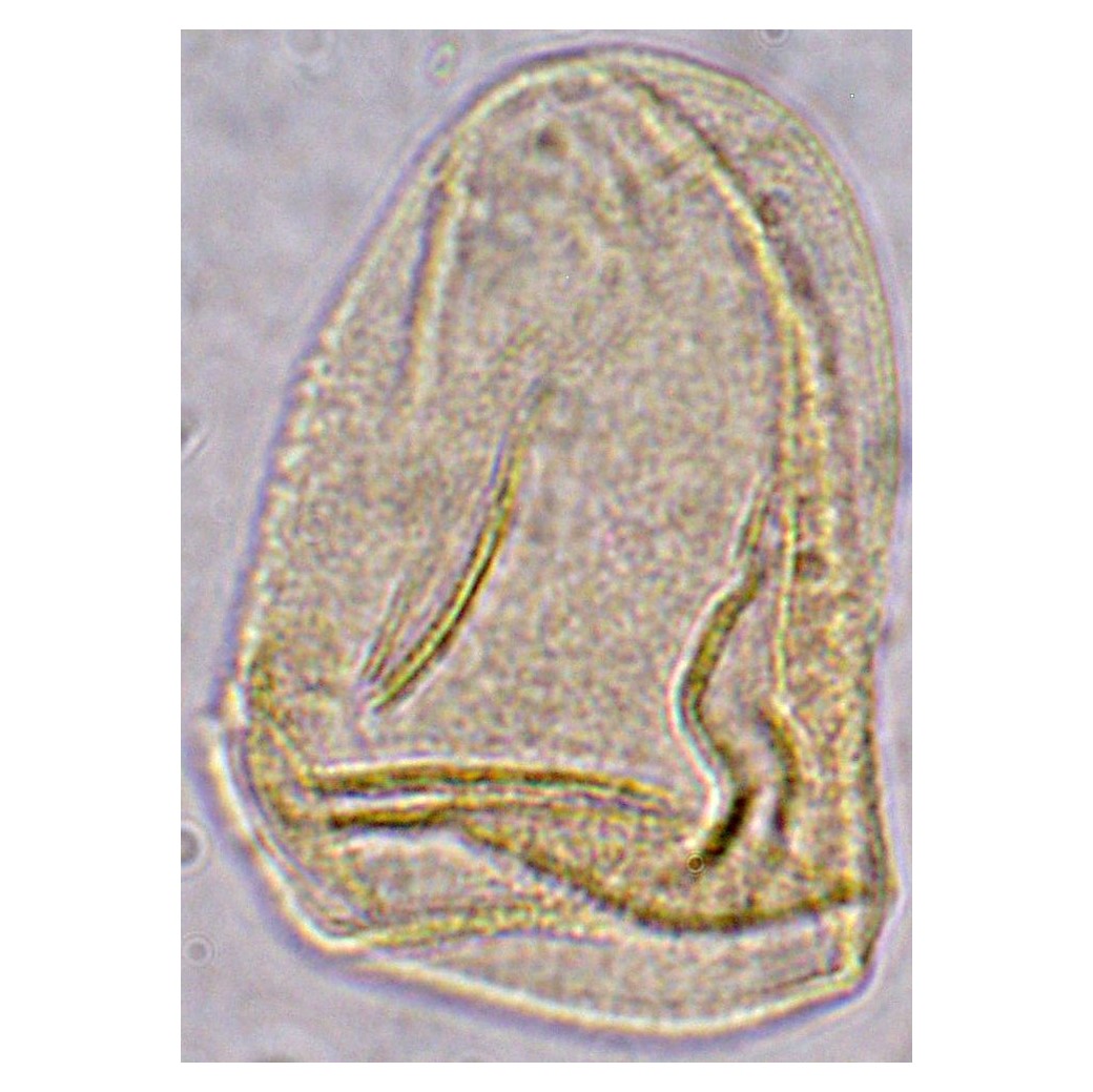 Cyperaceae