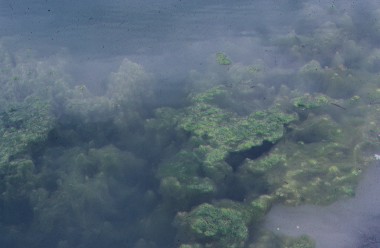 Bosque Mesfilo de Montaa