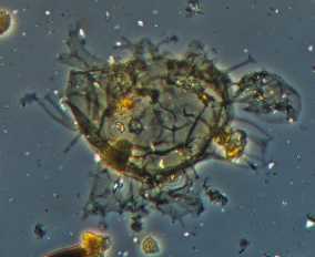 Chiropteridium