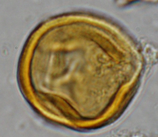 Lonchocarpus