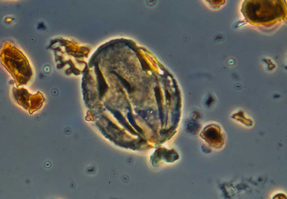Quercus