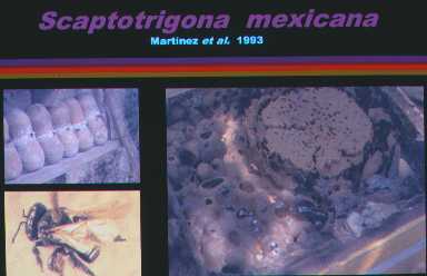 Abeja nativa
