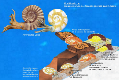 Esquema proceso de fosilizacin